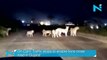 [MP4 1080p] On Cam_ Traffic stops to enable lions cross road in Gujarat