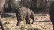 Pairi Daiza : Bienvenue Ta Wan !