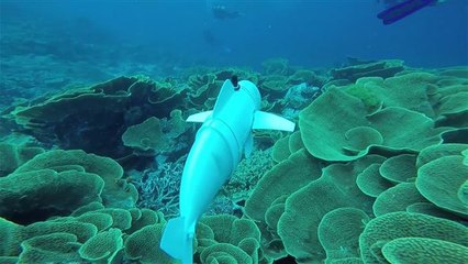 Innovativer Roboter-Fisch erkundet die Meere 🌊