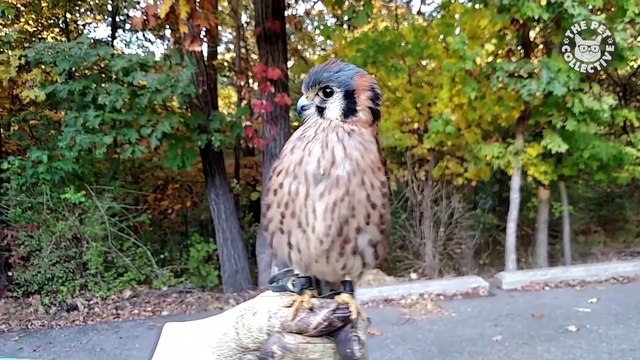 Dancing Birds - Funny Bird Video Compilation 2018