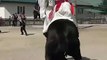 वीडियो घोड़े की सवारी वाली लड़की video Girl riding a horse Kız bir at binme فيديو فتاة ركوب الخيل  ویڈیو لڑکی گھوڑے سوار