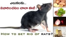 Home Remedies To Get Rid Of Rats ఎలుకలను వదిలించుకోవటం ఇంత ఈజీ నా ?