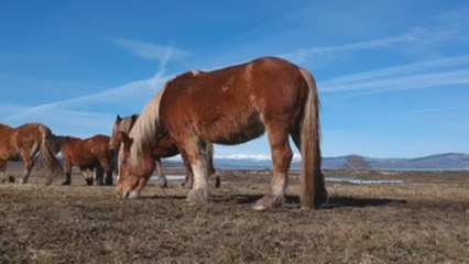 Las Merindades: caves, canyons and horse farming in northern Spain