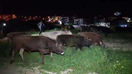 Çoban Uyuyakaldı, İnekler Şehre İndi