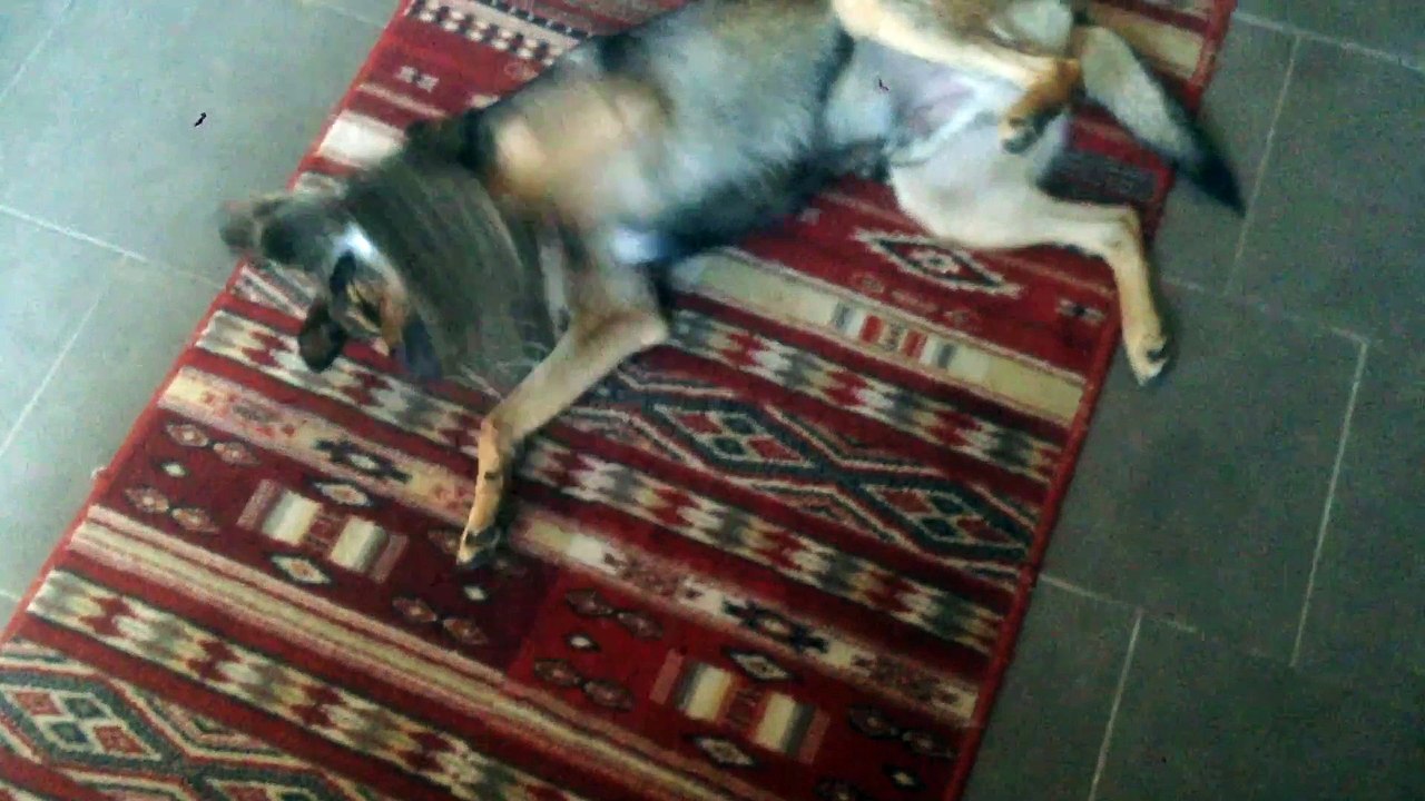 Kitten attack Dog when they play together