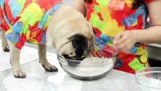 DIY PUG CUPCAKES w/ Doug the Pug!