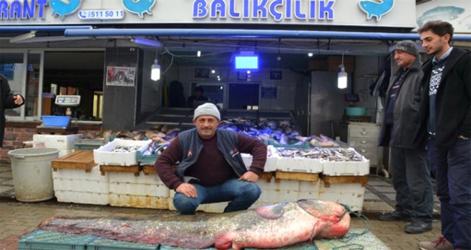Amatör Balıkçının Ağına Dev Yayın Balığı Takıldı: 2 Metre Boyunda ve 100 Kilo Ağırlığında