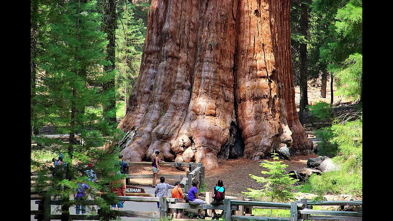 Debunking Flat Earth ODD Trees of the Flat Earth pt. 1