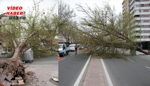 (24 Mart 2018) ŞİDDETLİ FIRTINA AĞAÇLARI KÖKÜNDEN SÖKTÜ…