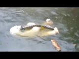 リガ動物園のロメオのプール遊び  (2012年)