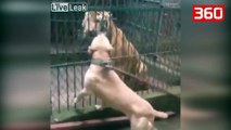 Një qen pitbull sulmon një tigër brenda kafazit, reagimi i tigrit i la të gjithë pa fjalë (360video)