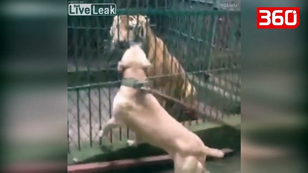 Një qen pitbull sulmon një tigër brenda kafazit, reagimi i tigrit i la të gjithë pa fjalë (360video)