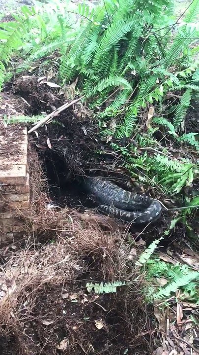 Massive Python