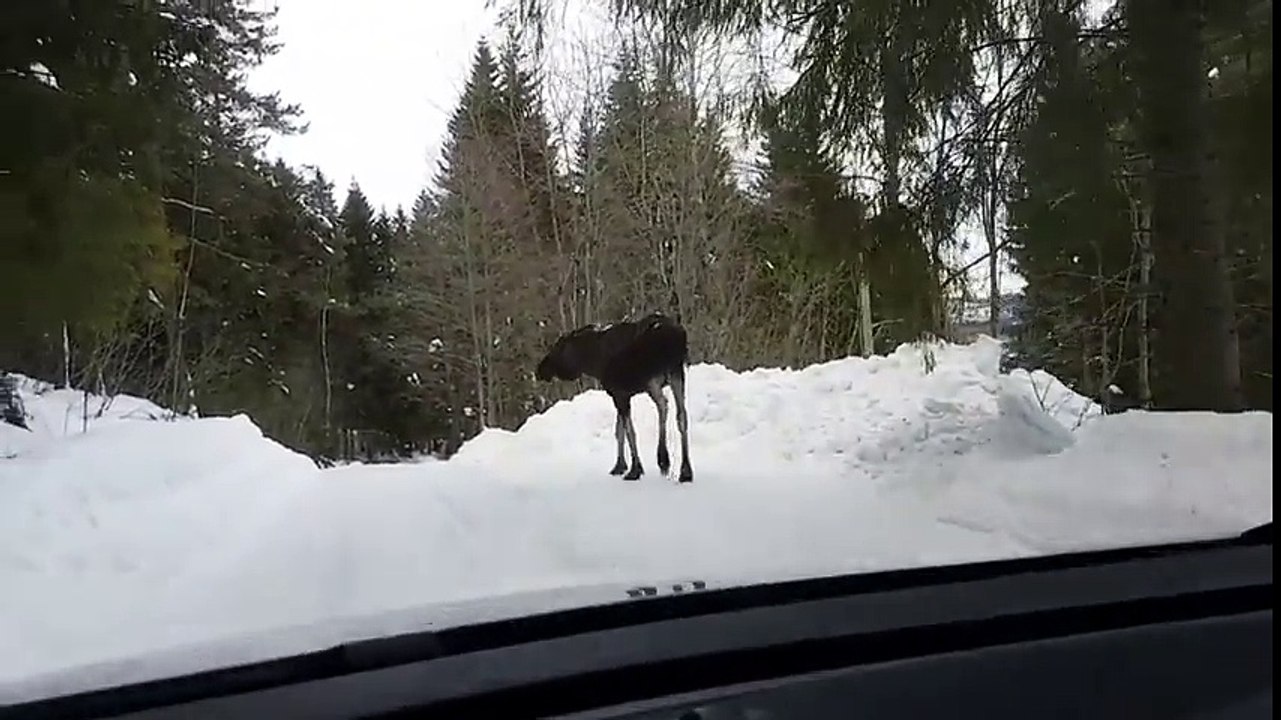 Cet élan va défoncer le pare brise sans explication !!