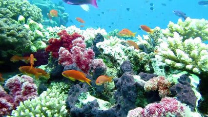 Ultimate Fiji Diving HD revised