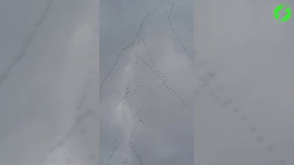 Invasion d'aliens ou simplement des oiseaux???