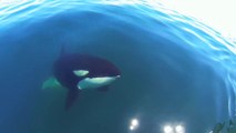 Une orque très curieuse vient rendre visite à des touristes - Bahia de los Angeles, Mexico.