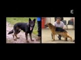 Chiens de race - Maîtres fous