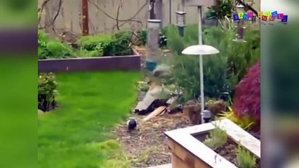 Разные приколы с раными животными.