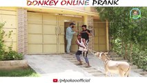 DONKEY ONLINE PRANK _ By Nadir Ali & Asim Sanata In _ P4 Pakao _ 2018