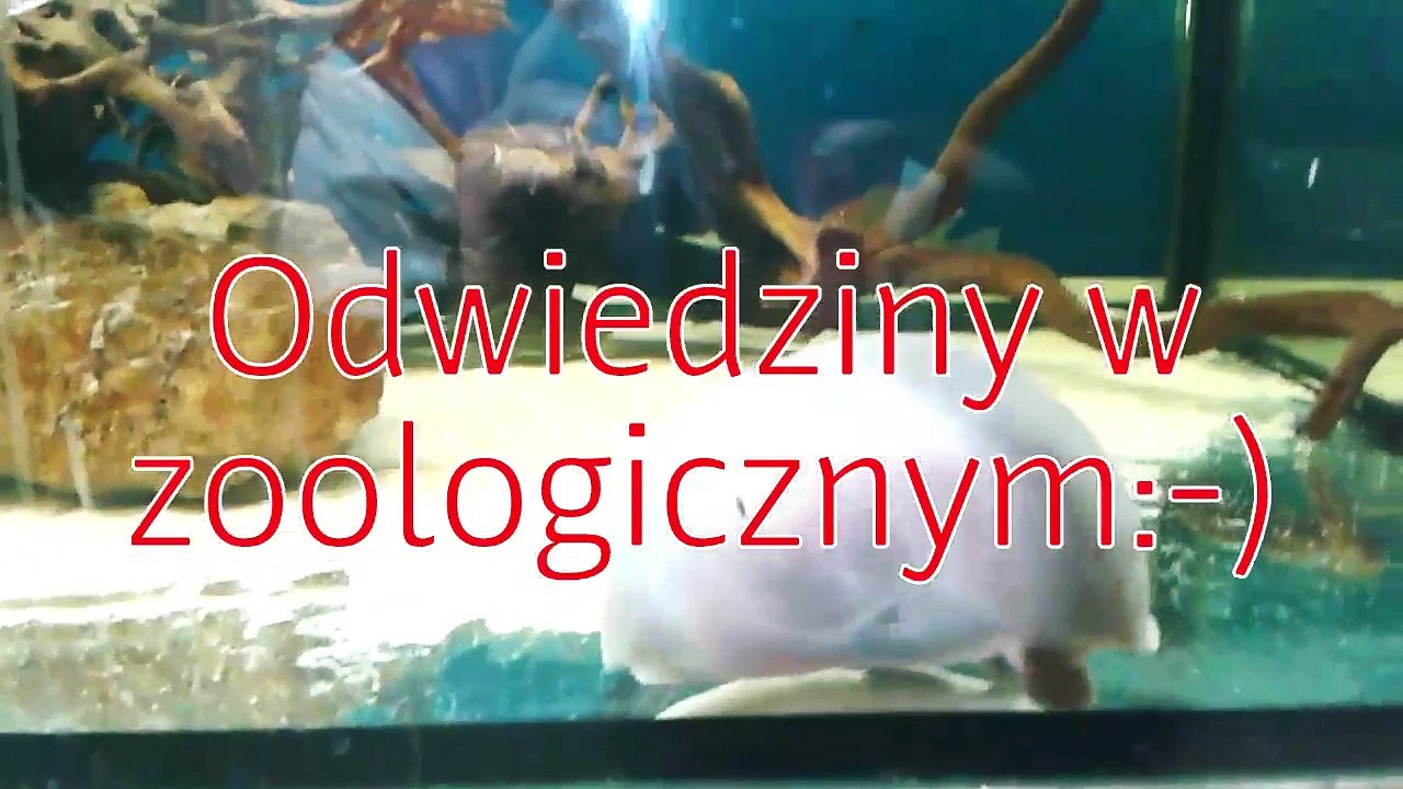 Tanczaca Rybka -