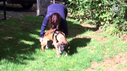 Rescue Dogs Who Found Forever Homes