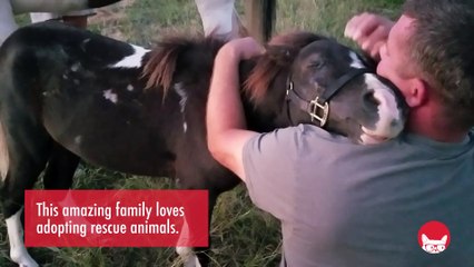 Rescued Pony Hugs Man Who Saved His Life