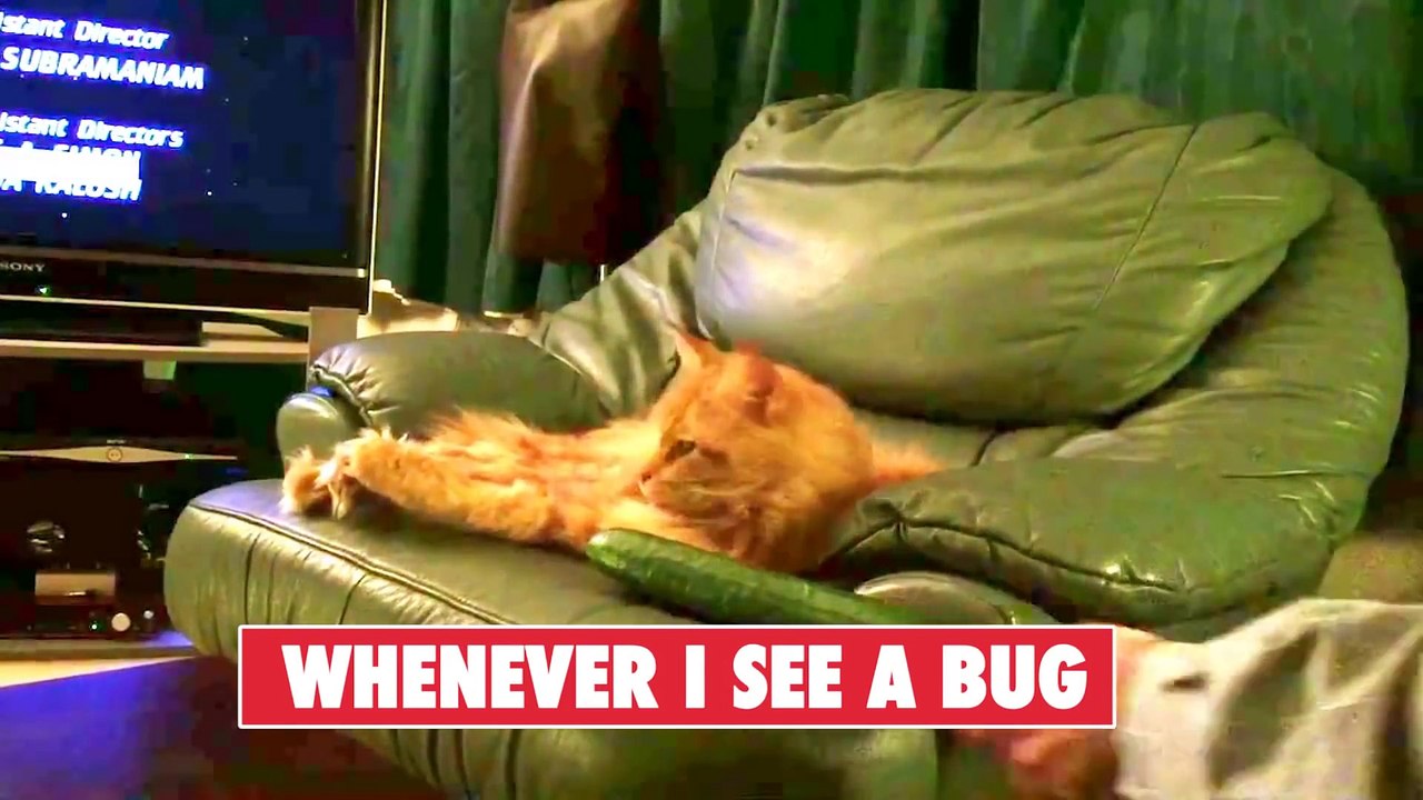 Top 10 Animal Videos That Will Make You Laugh and Say 'Yeah, that's totally me'