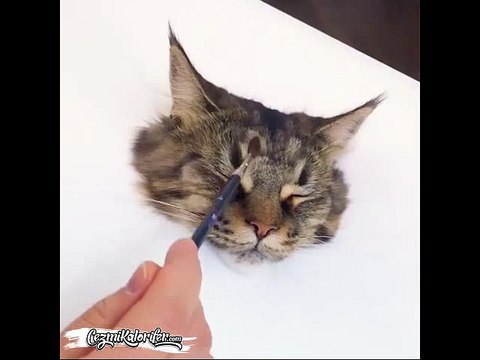 Aşırı Gerçekçi Kedi Çizimi