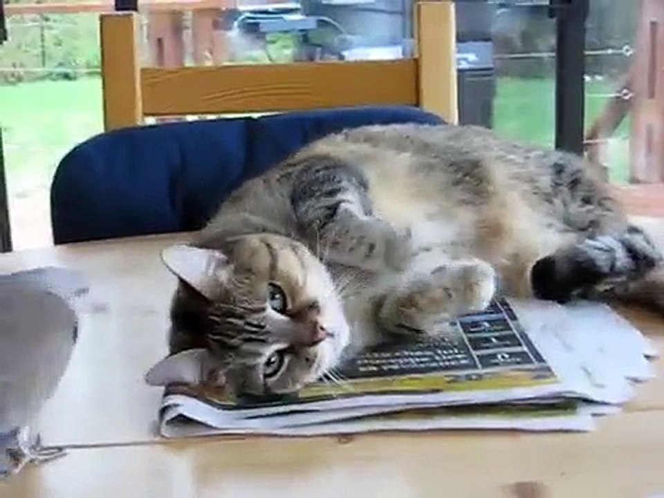 Funny pussy cat