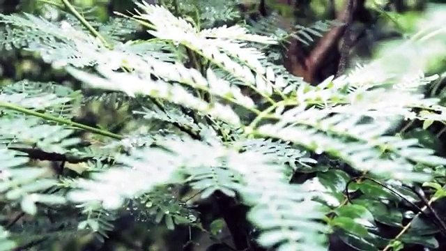 Serhat Durmus - La Câlin