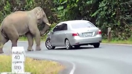 Adventure travel with Elephant