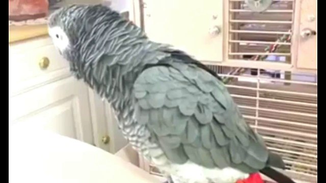 Everything about African Grey - Large Parrots