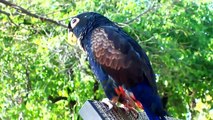 Everything about Pionus  - Medium Parrots