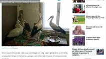 Amid Cold Snap Bulgarians Give Refuge To Grounded Storks