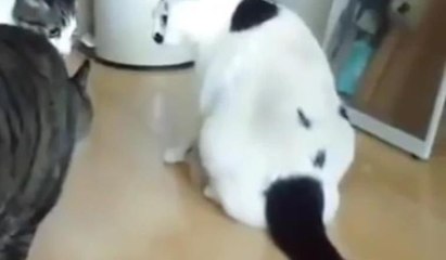 Kavgayı yere yatarak ayıran kedi