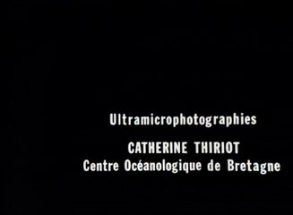 Diatomées & Les danseuses de la mer