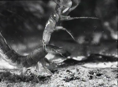 Assassins d'eau douce