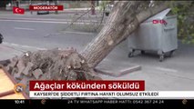 Ağaçlar kökünden söküldü