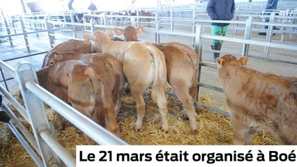 Il est beau mon bestiau