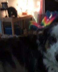 Dog Says "I Love You" to Owner