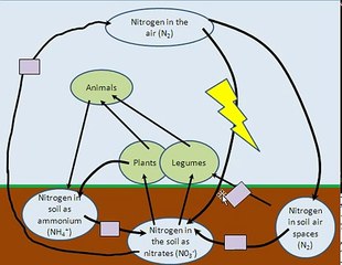 Nitrogen cycle