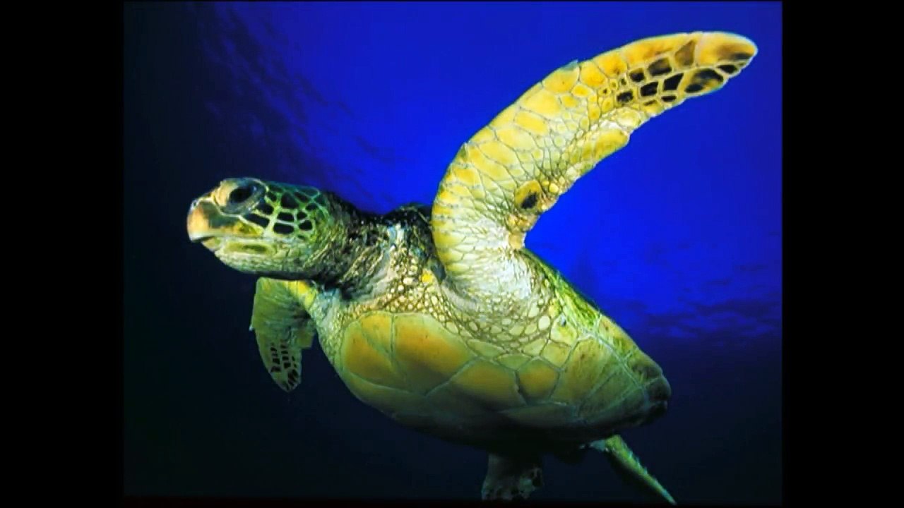 turtle baby einstein