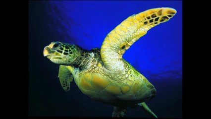 Baby Einstein World Animal Adventure – Part 2