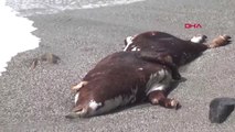 Antalya Gazipaşa'da Sahile Büyükbaş Hayvan Leşi Vurdu-Hd