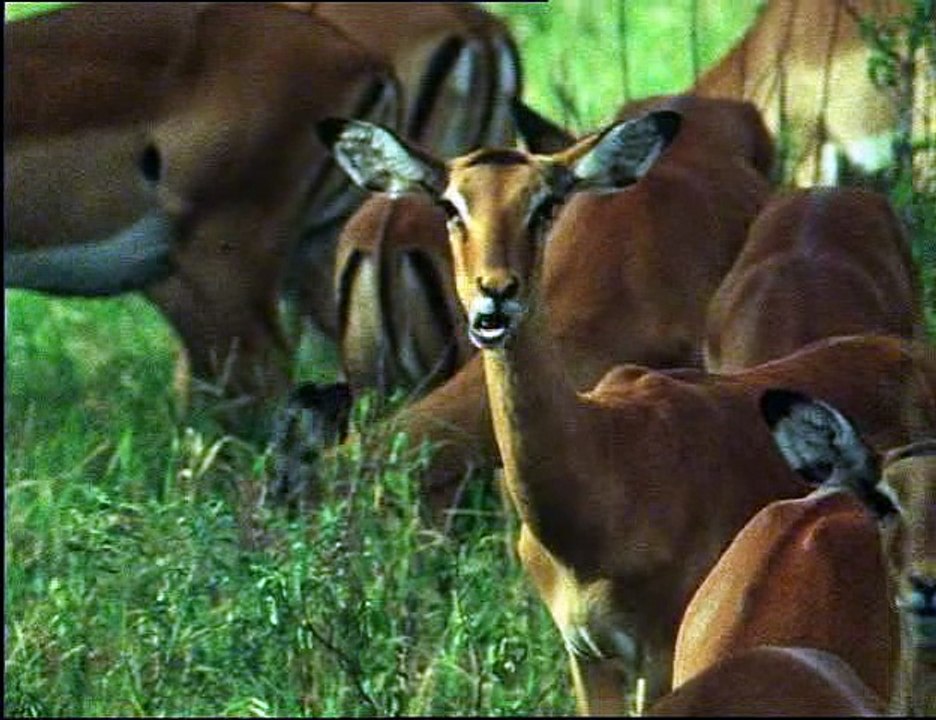 David Attenborough - Élet A Földön 11 - Üldözők...