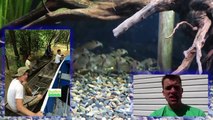 WILD CAUGHT AMAZON FISH. Dean Fishroom Visit. Aquarium Fish I've seen in the Wild.