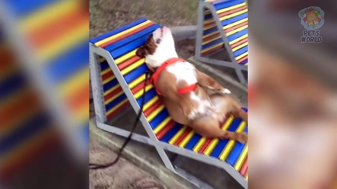 Funny cats and other animals 2017