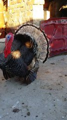 Big beauty Turkey pair || by Badshah