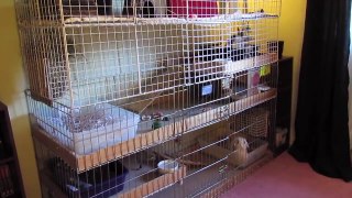 BudgetBunny: Rabbit Cage Tours September new